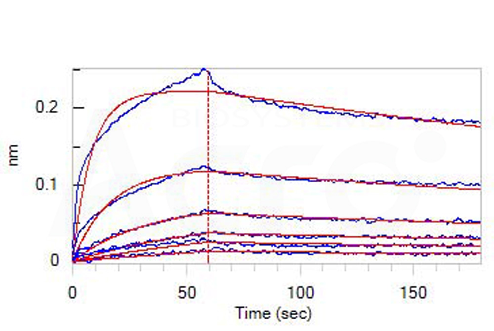 Biotinylated Human BLI