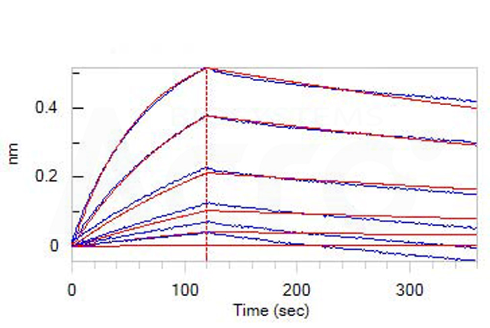 Prefusion glycoprotein F0/Pre-F protein (HeV) BLI