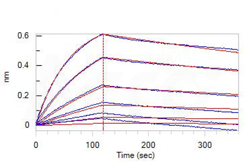 Prefusion glycoprotein F0/pre-F protein (NiV) BLI