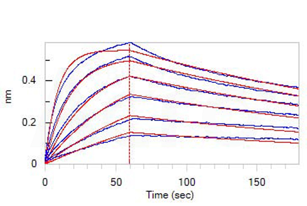 Biotinylated Human BLI