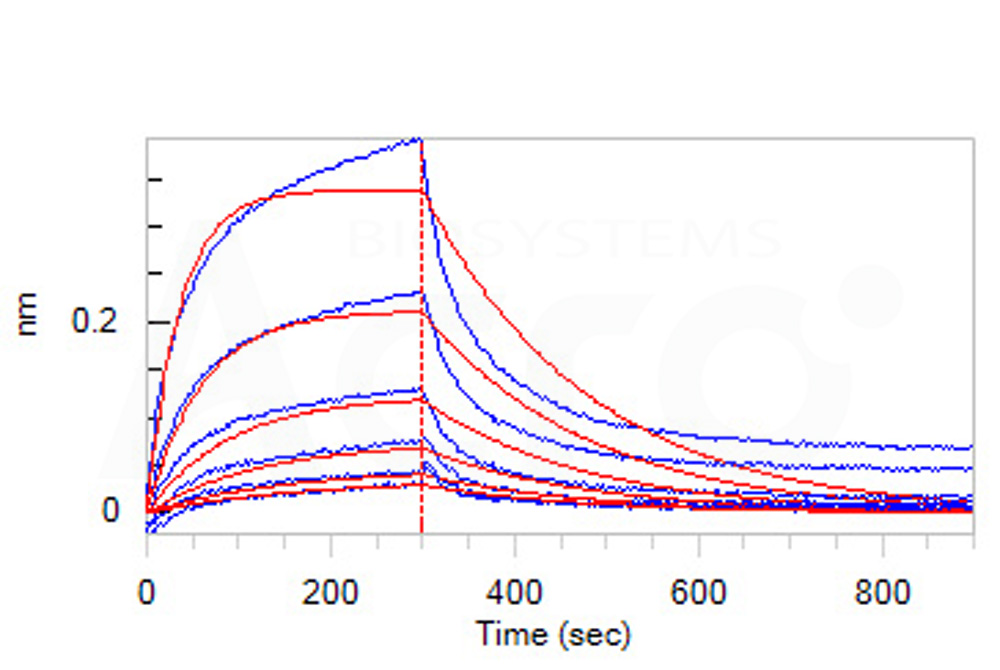 Biotinylated Human BLI