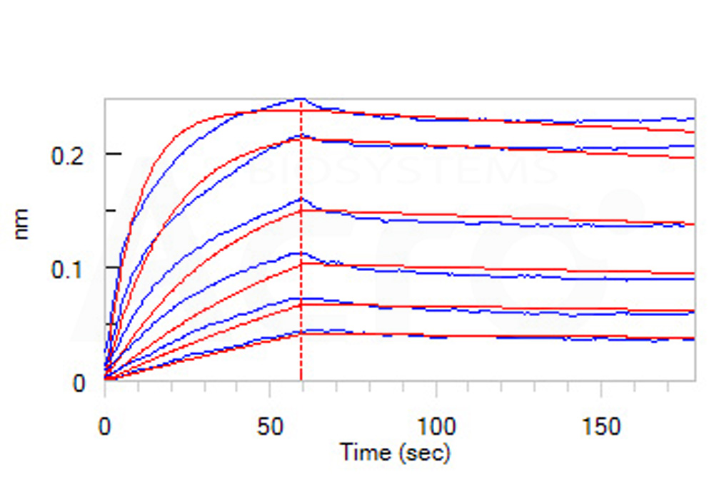 Osteoprotegerin BLI