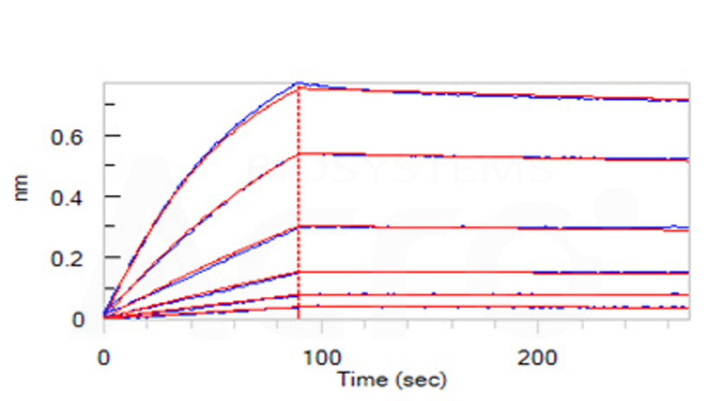 Osteoprotegerin BLI