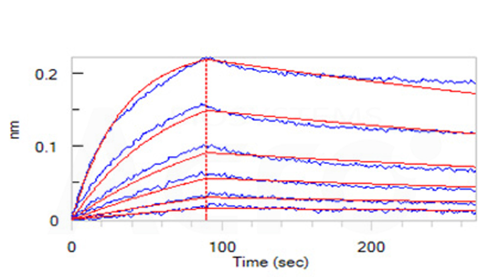 Osteoprotegerin BLI