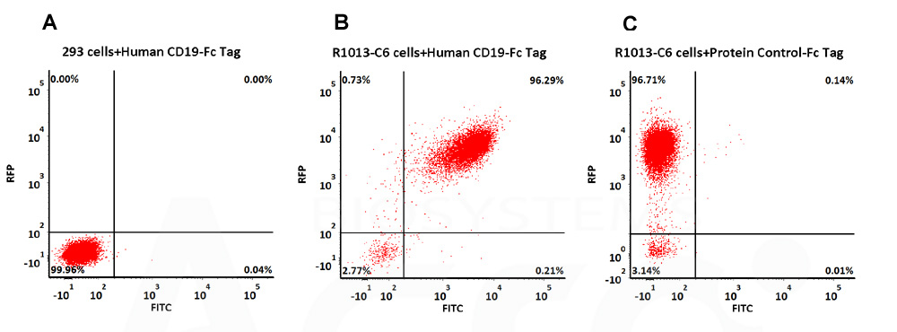 CD19（Fc Tag）CAR检测FACS 数据图