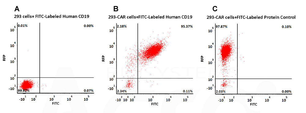 CD19 CAR检测FACS 数据图