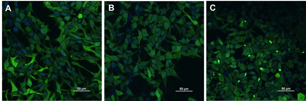 Alpha-Synuclein CELL