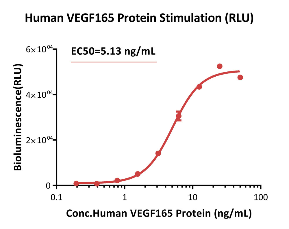 VEGF R2 SIGNALING