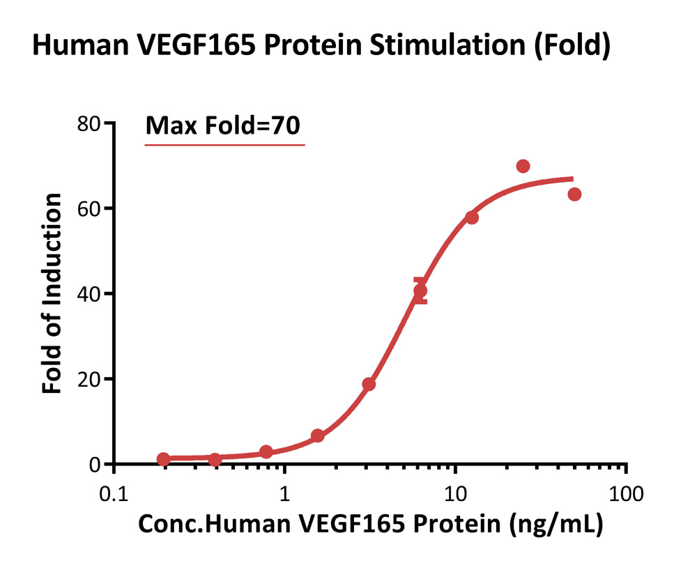 VEGF R2 SIGNALING