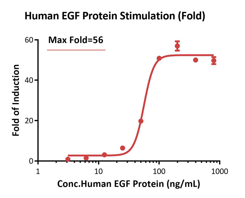 EGF R-STAT3 SIGNALING