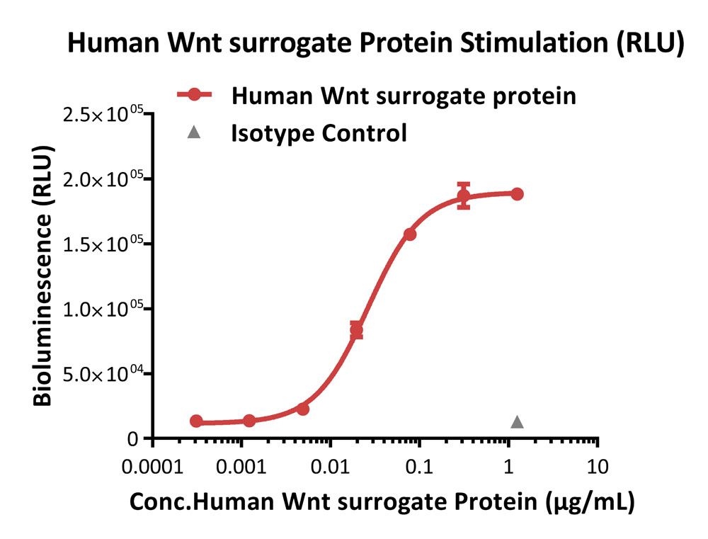 TCF/LEF SIGNALING