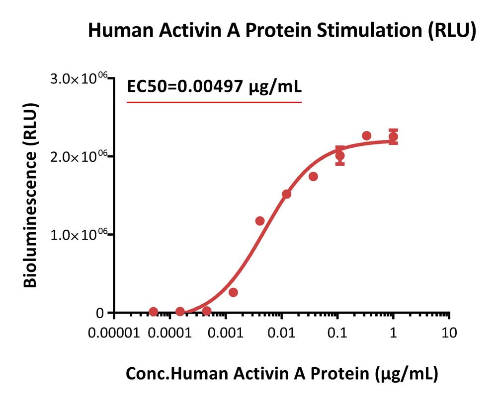 Activin RII SIGNALING