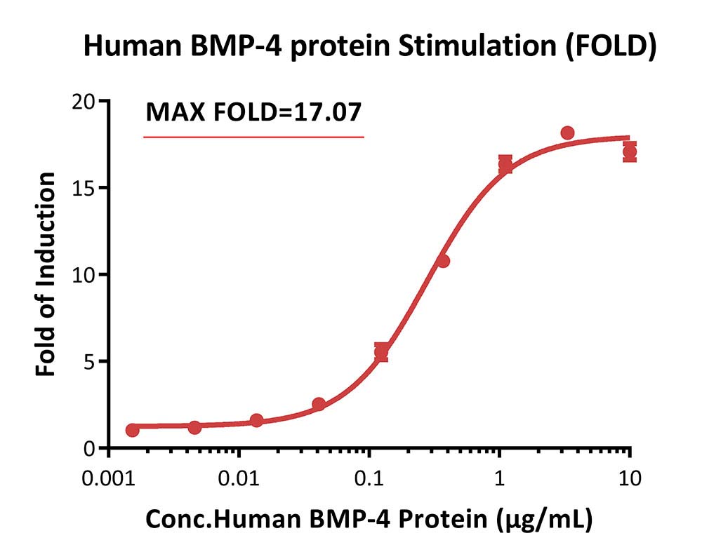 BMP SIGNALING