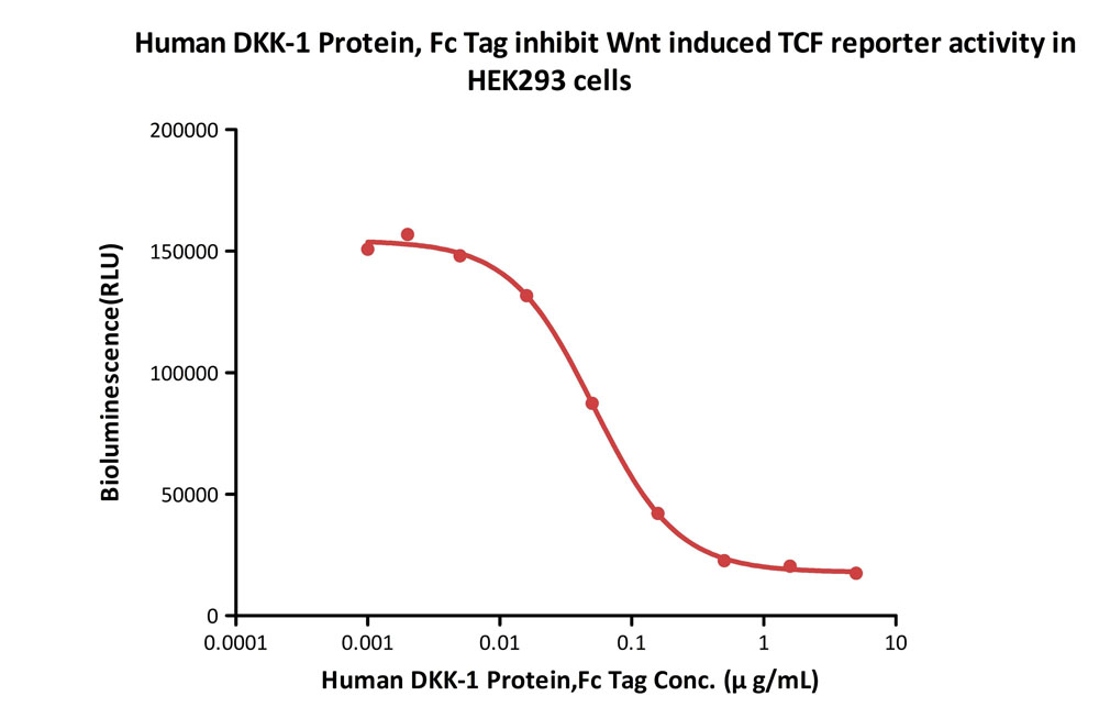 Dkk-1 CELL