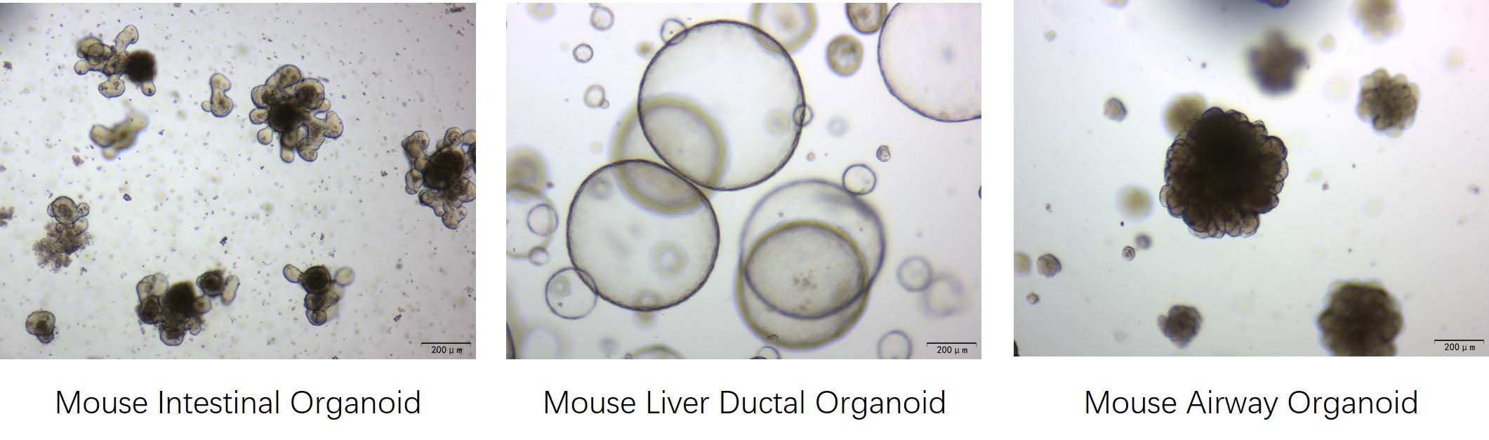 Mogengel MOUSE ORGANOID CULTURE