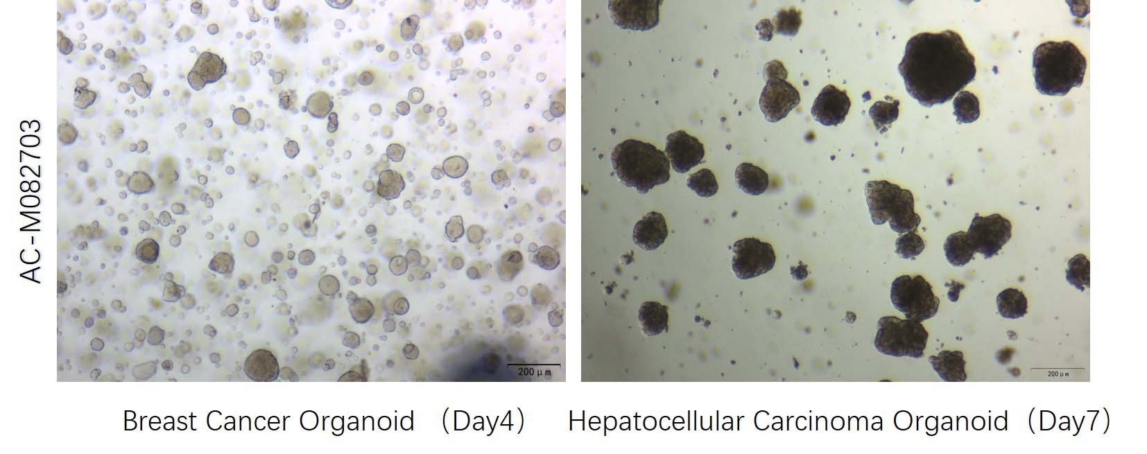 Mogengel TUMOR ORGANOID CULTURE