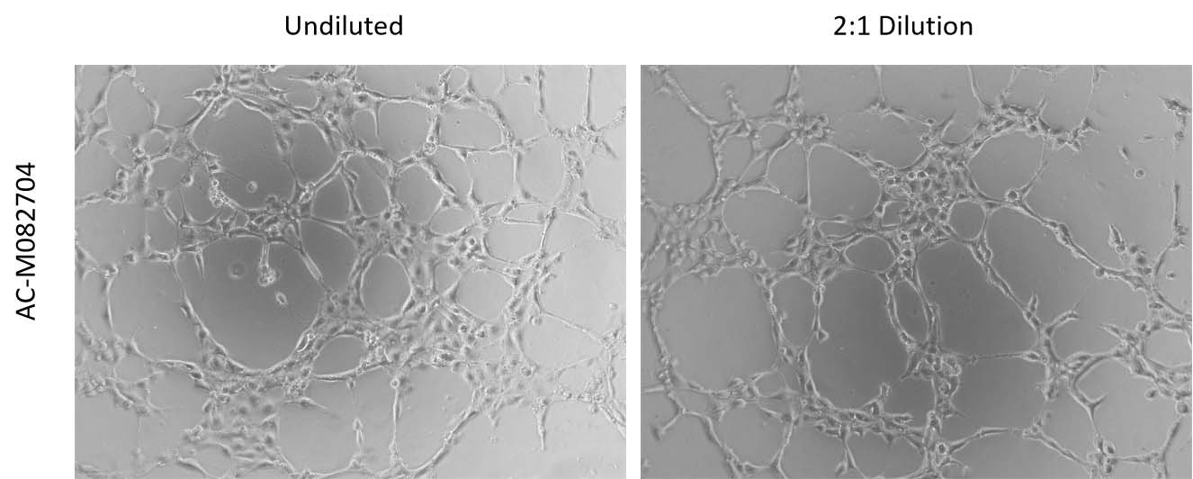 Mogengel ANGIOGENESIS ASSAY