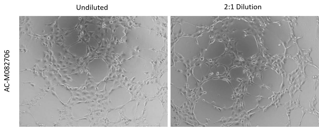 Mogengel ANGIOGENESIS ASSAY