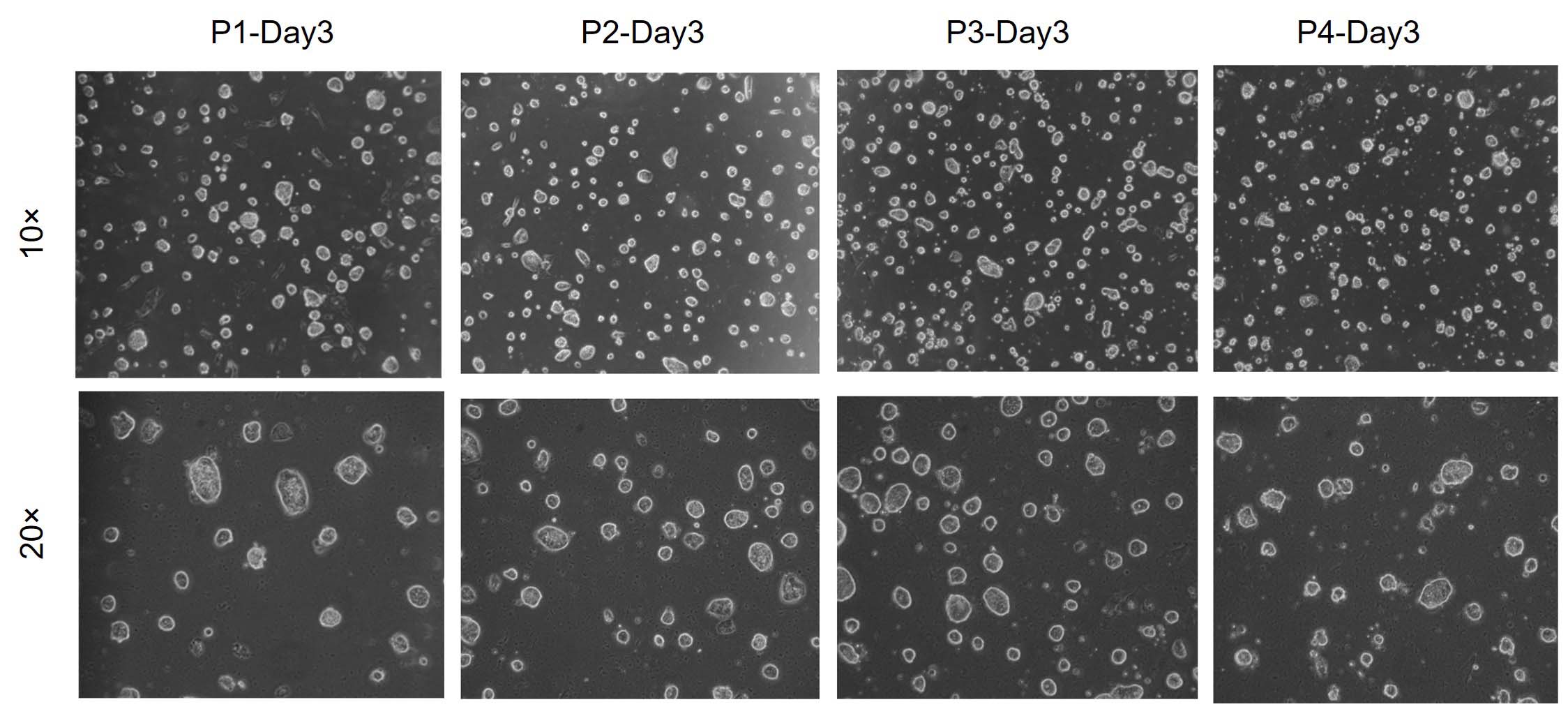 Mogengel STEM CELL CULTURE