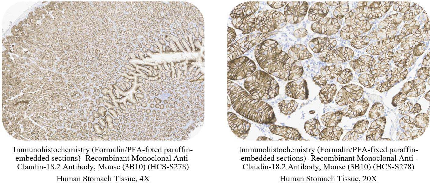 Claudin-18.2 CONTROL SAMPLE