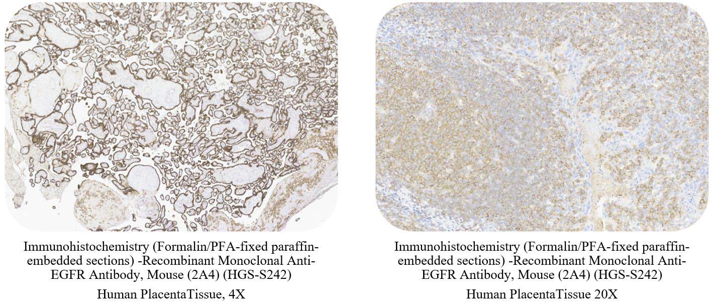 EGFR CONTROL SAMPLE