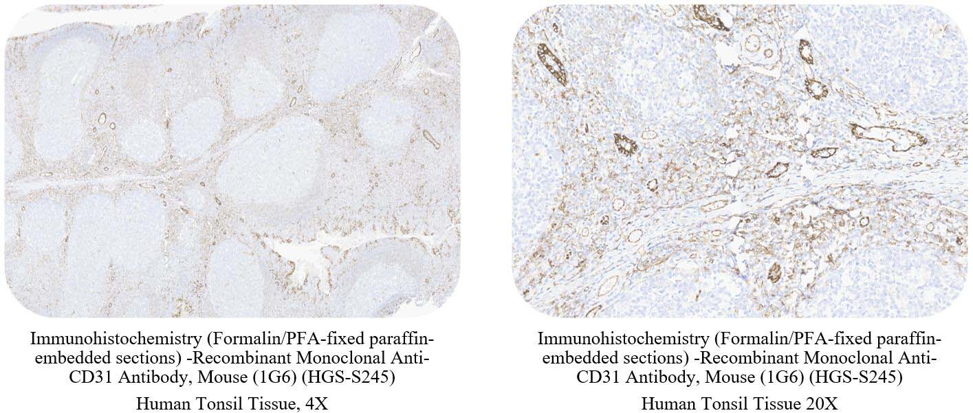 CD31 CONTROL SAMPLE