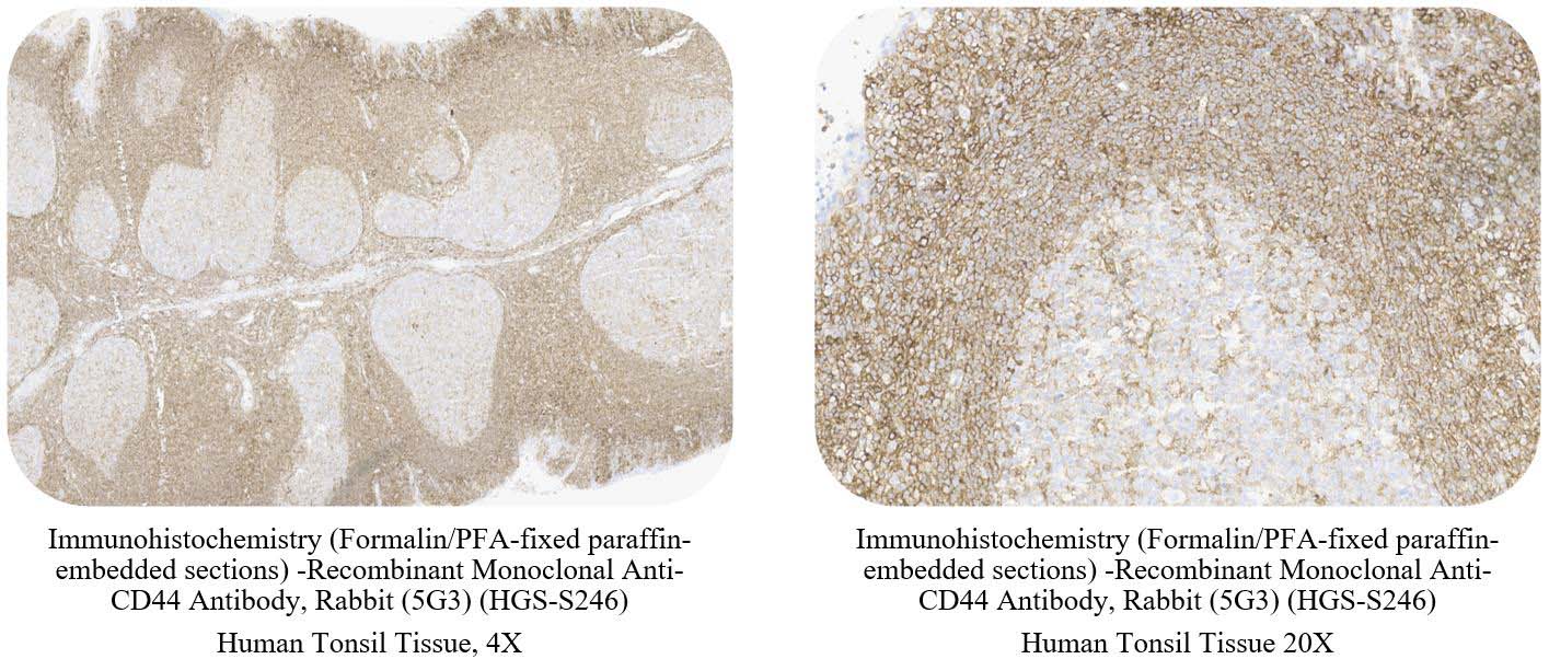 CD44 CONTROL SAMPLE