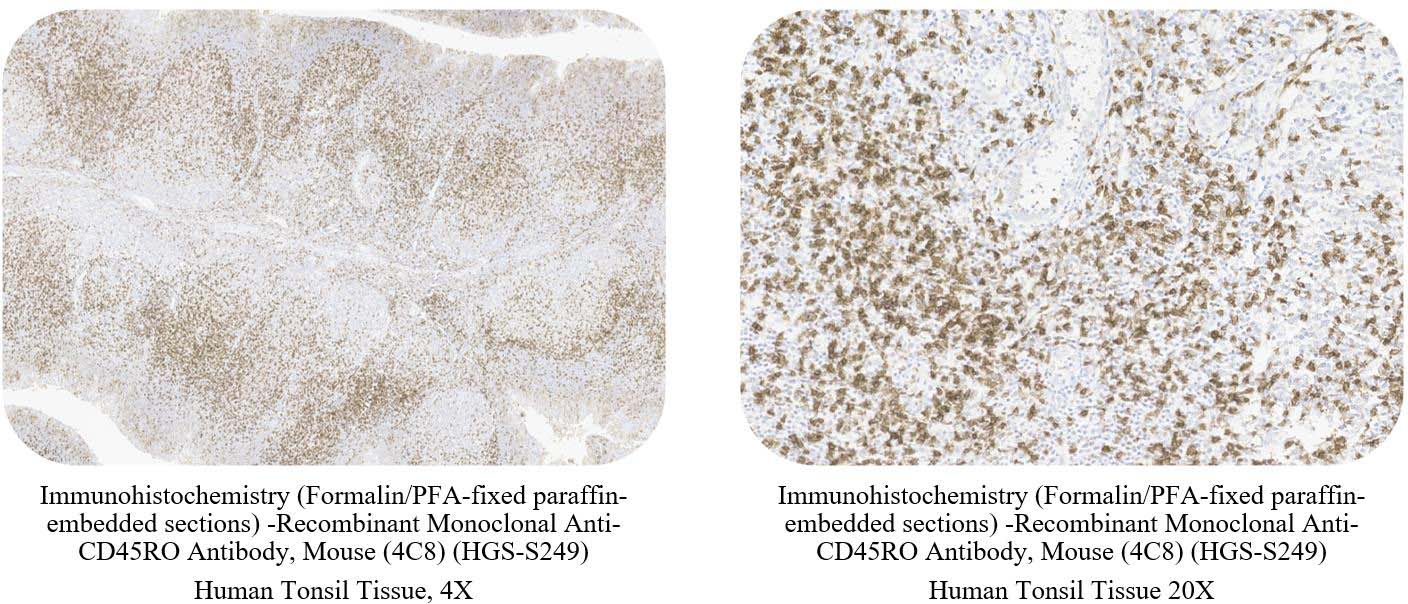 CD45RO CONTROL SAMPLE