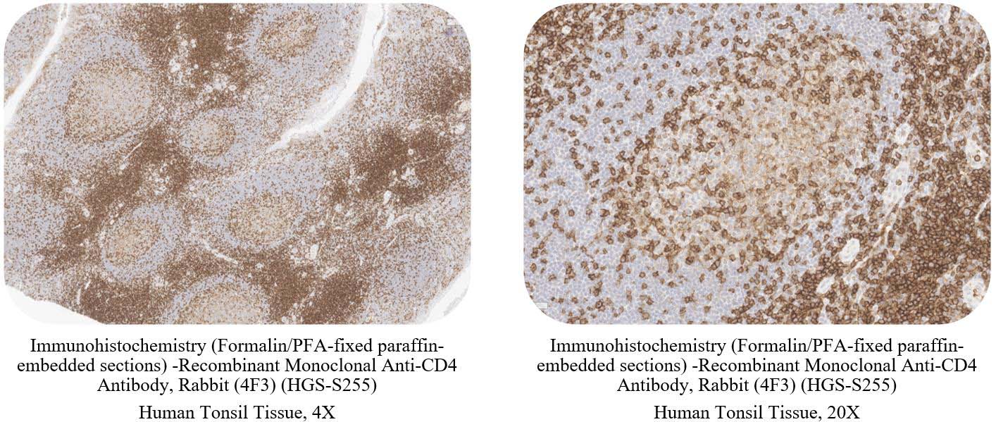 CD4 CONTROL SAMPLE