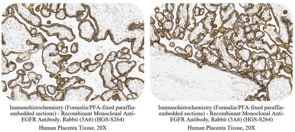 EGFR CONTROL SAMPLE