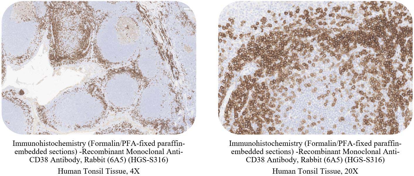 CD38 CONTROL SAMPLE