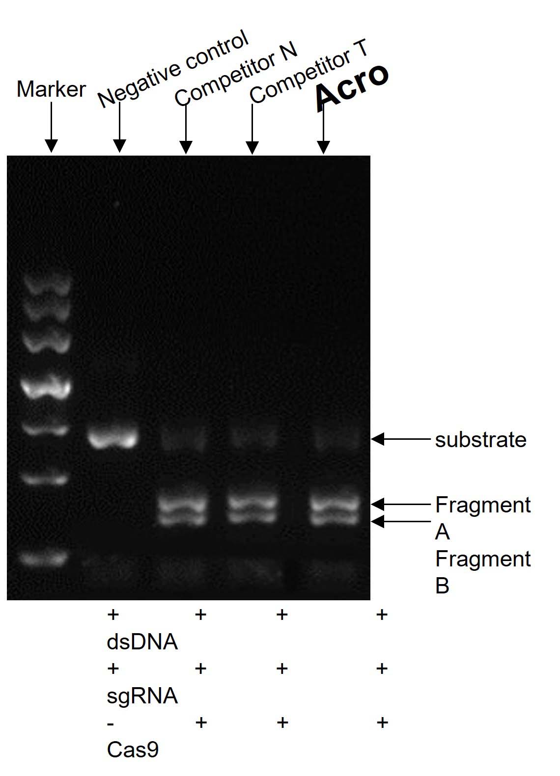 CAS9 ENZYME