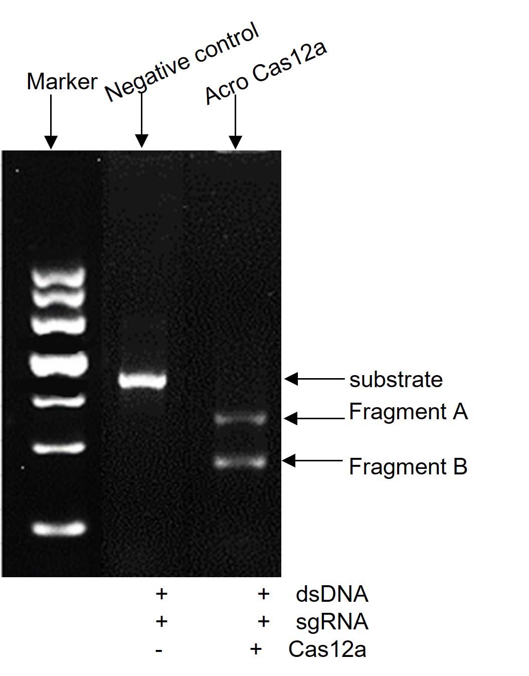 Cas12a ENZYME