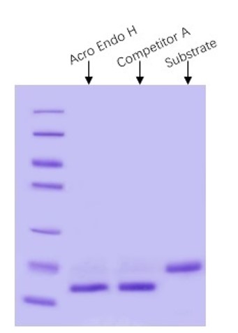 Endo H ENZYME