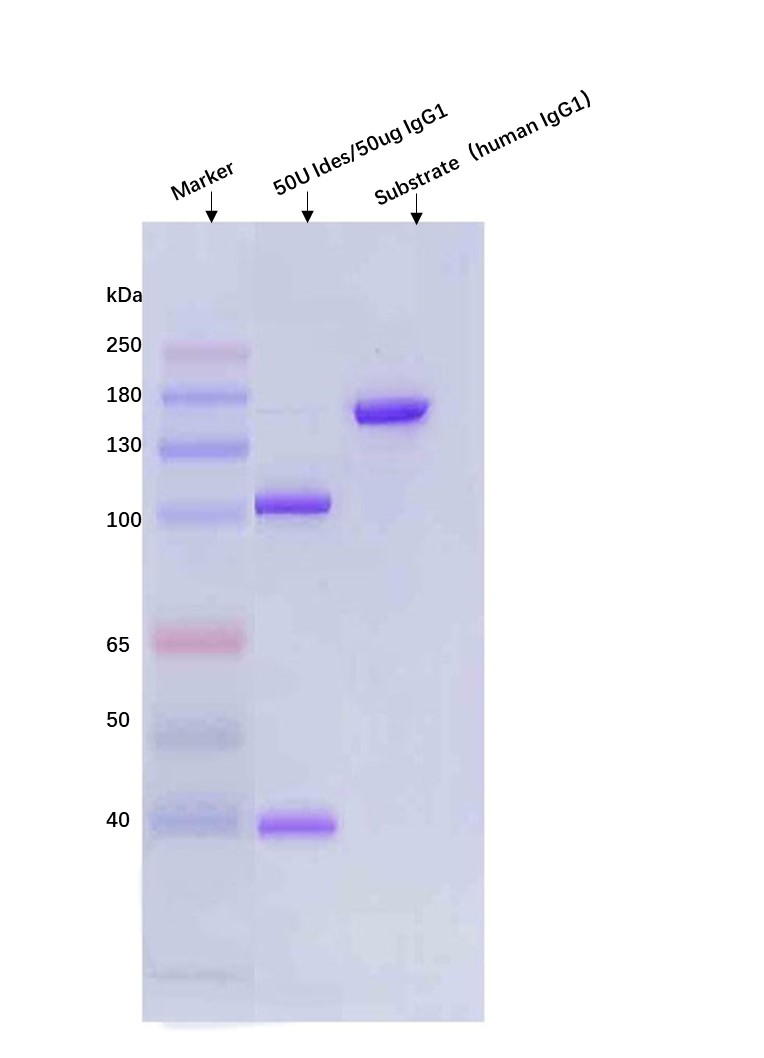 IdeS ENZYME