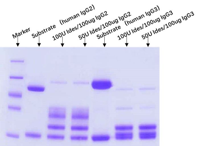 IdeS ENZYME