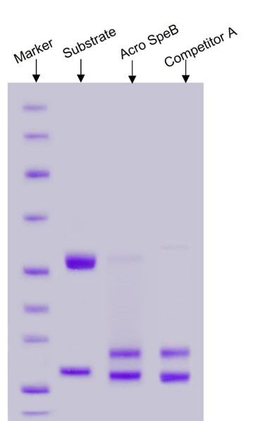 SpeB ENZYME