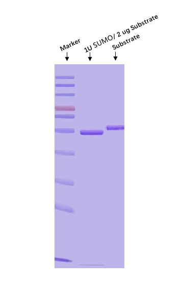 SUMO Protease ENZYME