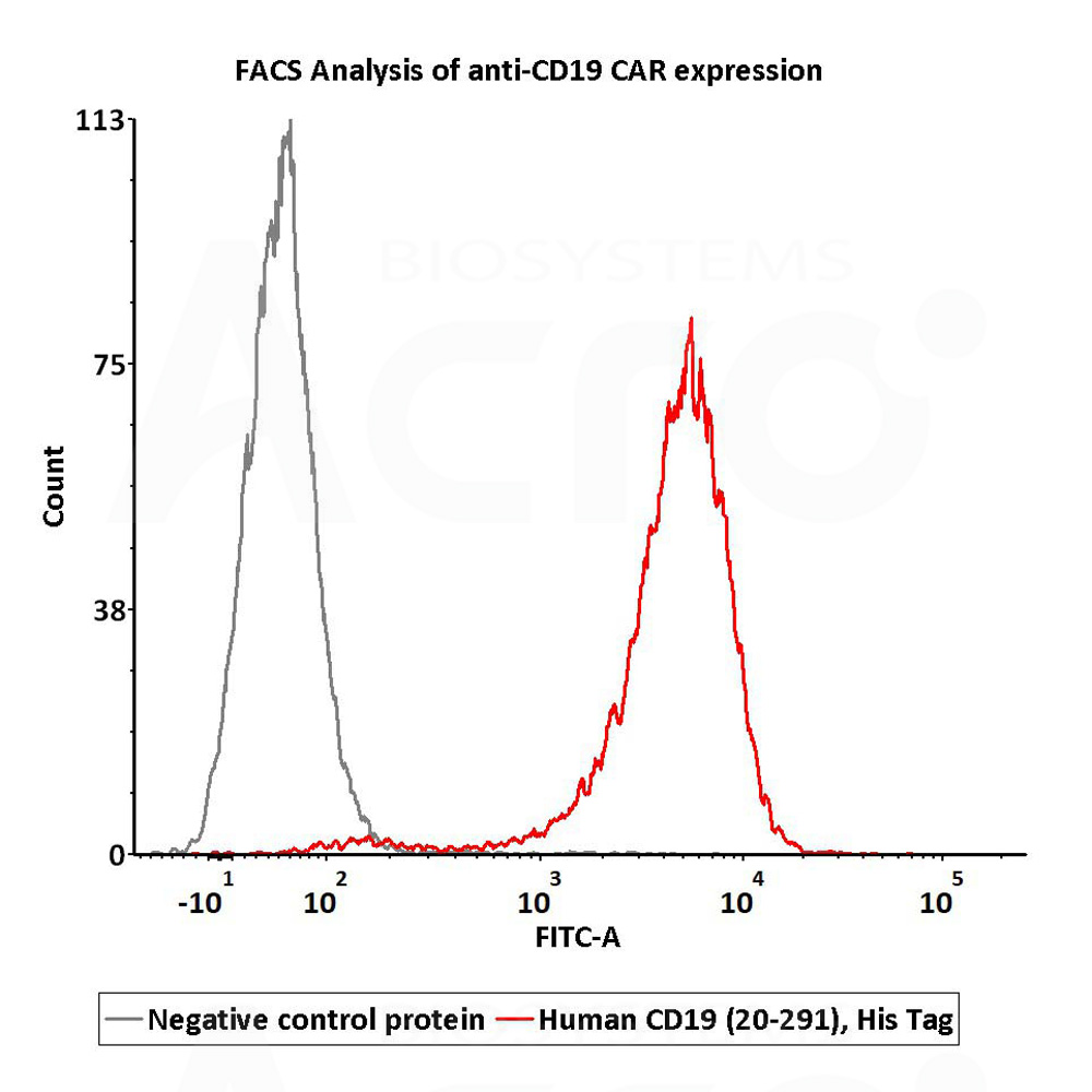 CD19 FACS