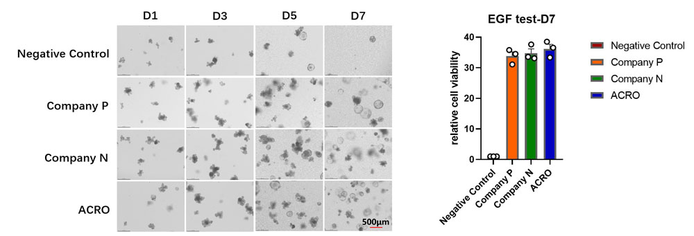 EGF ORGANOID CULTURE