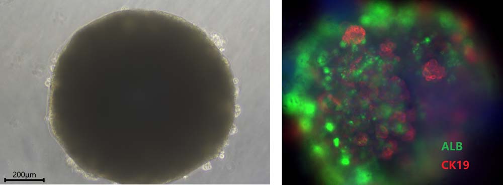 HGF ORGANOID CULTURE