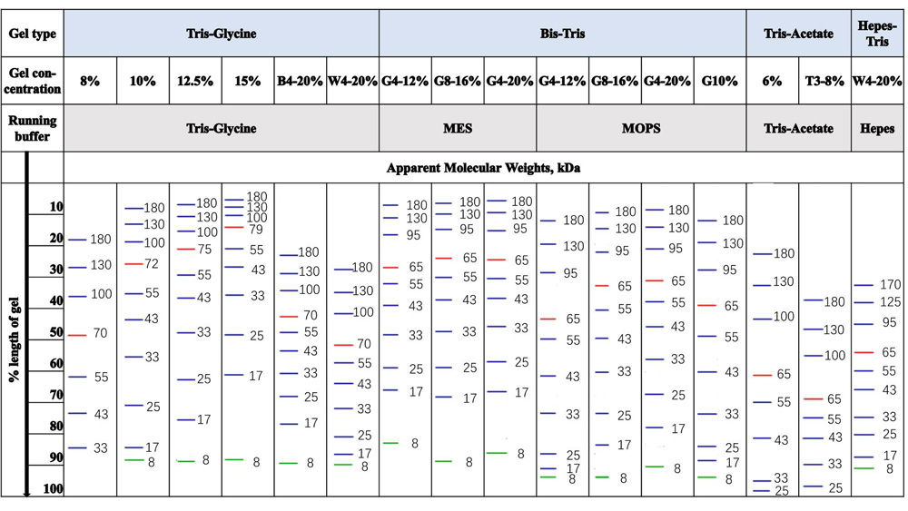 Migration patterns of the Marker in different electrophoretic conditions