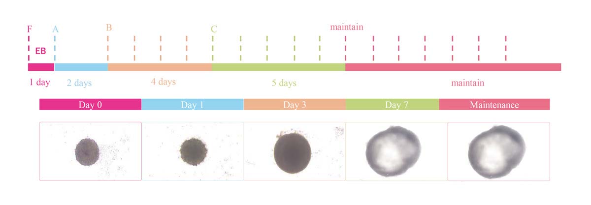 Organoids PRODUCT DIAGRAM