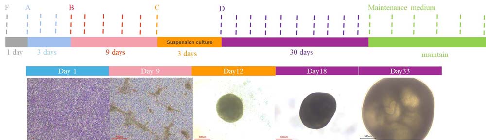 Organoids PRODUCT DIAGRAM