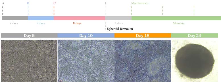 Organoids PRODUCT DIAGRAM