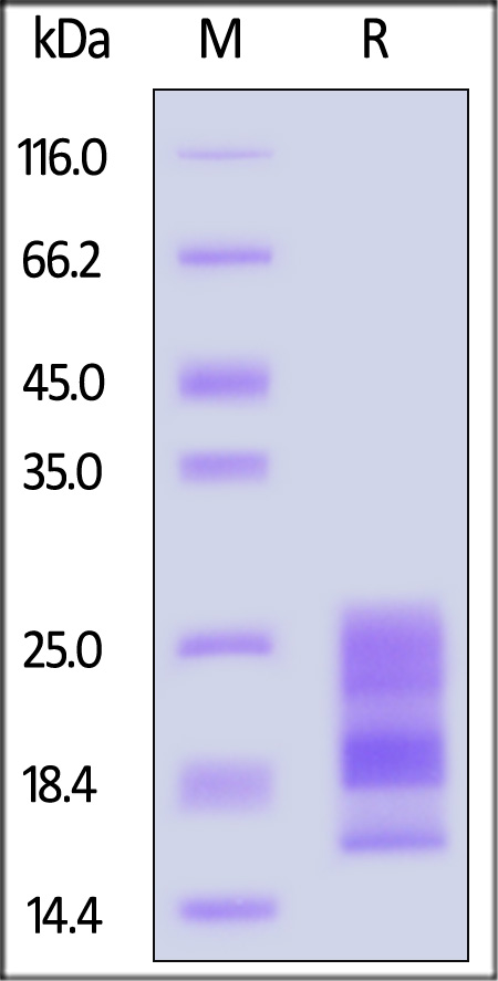 A29L (MPXV) SDS-PAGE