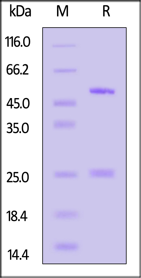 A29L (MPXV) SDS-PAGE