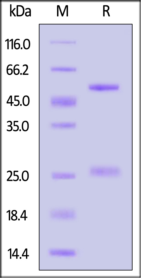 A35R (MPXV) SDS-PAGE