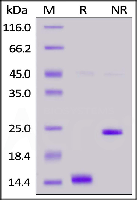 Activin A SDS-PAGE