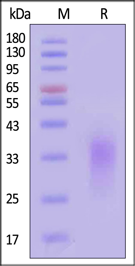 Activin RIIB SDS-PAGE